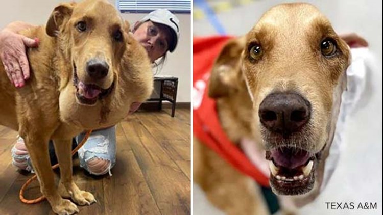 Texas A&M veterinarians remove massive tumor from dog named Jake from State Farm