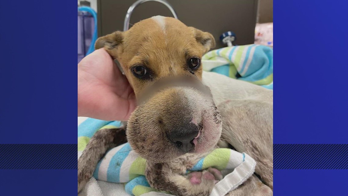 Houston SPCA looking for animal abuse suspect | wtsp.com