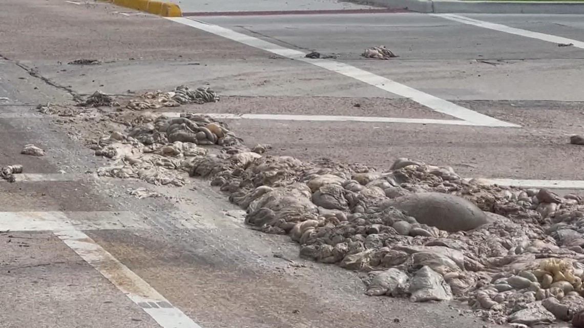Officials: Cow intestines spilled all over a N Houston road - Vimarsana News