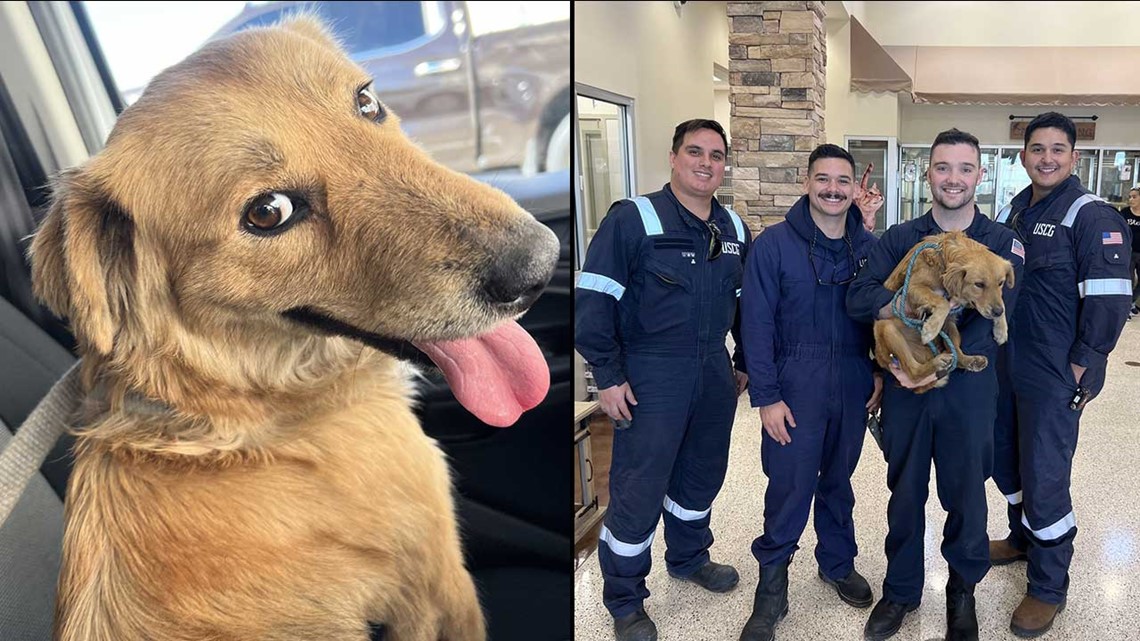 Dog found in container at Port Houston, taken to shelter - Vimarsana News