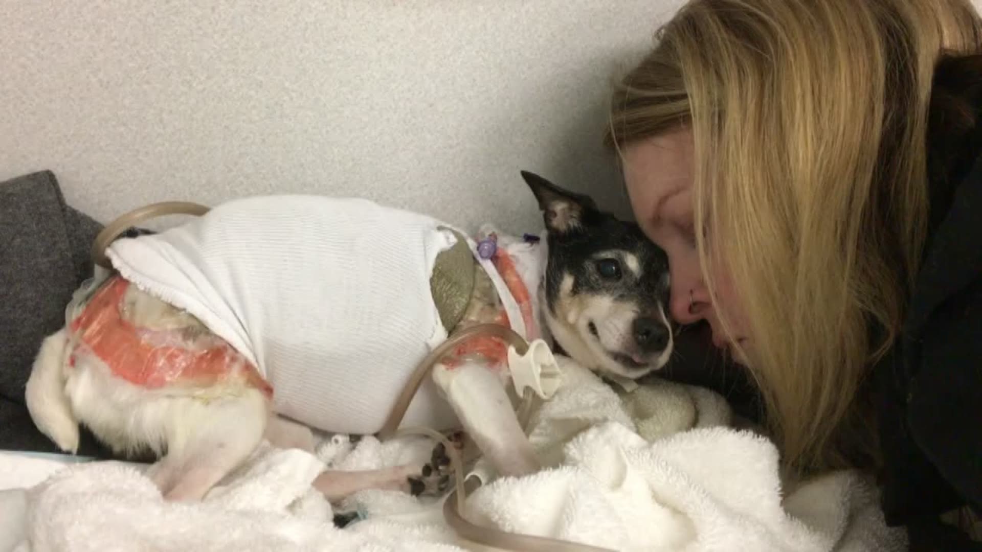 Dog dies from heating pad burns received during teeth cleaning