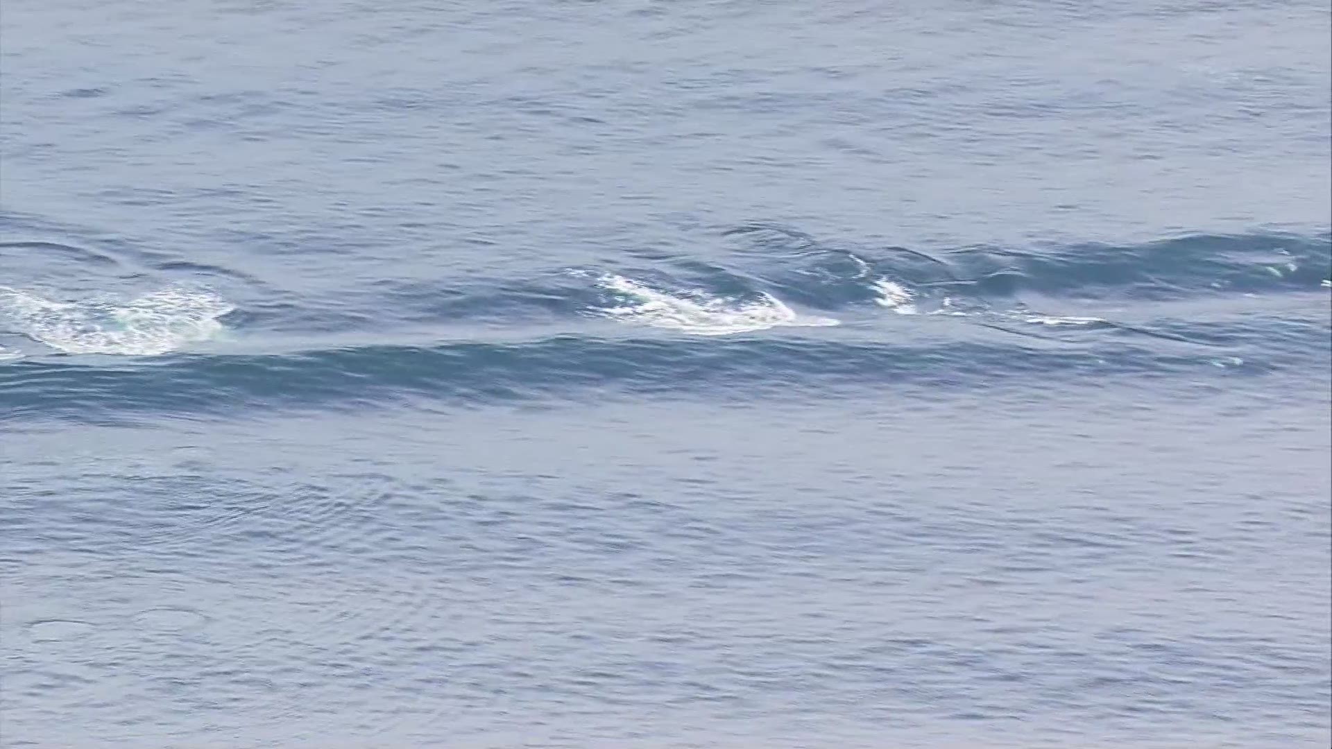 The killer whales put on a show, riding the wake.