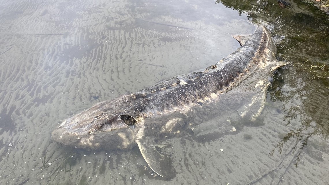 Giant white sturgeon found along Lake Washington - Vimarsana News