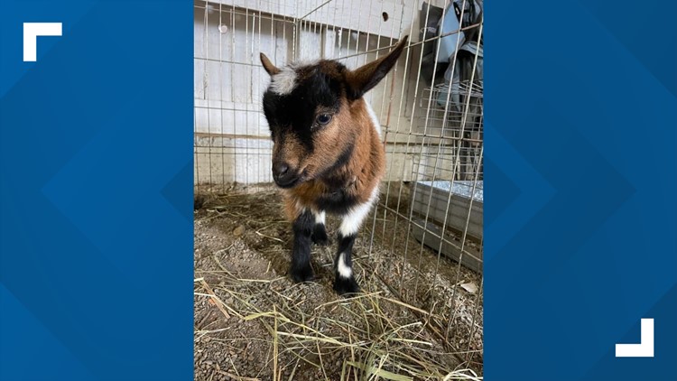 Goat stolen from Grays Harbor County Fair returned to her family