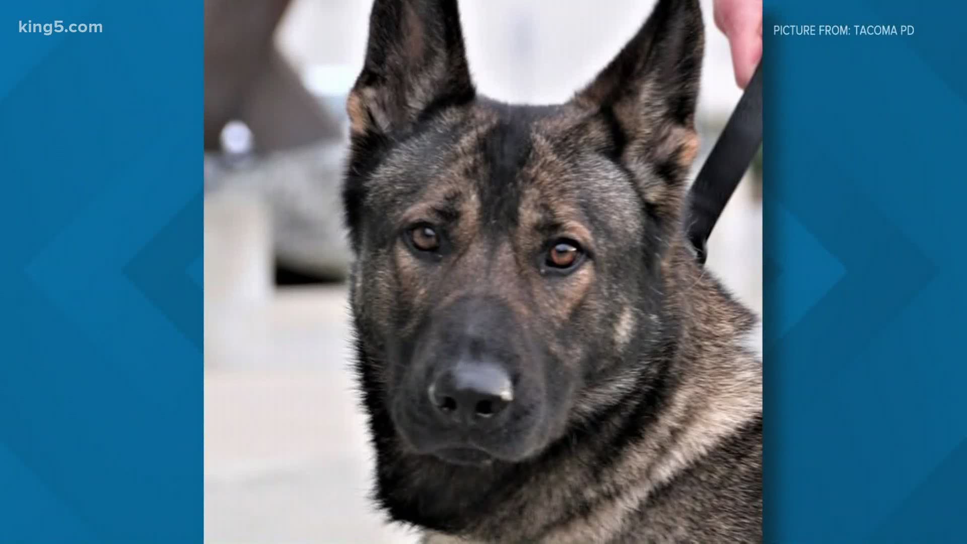 A 2-year-old Tacoma police K9 was shot and killed while pursuing a suspect early Thursday morning. K9 Ronja served with the Tacoma Police Department for 8 months.
