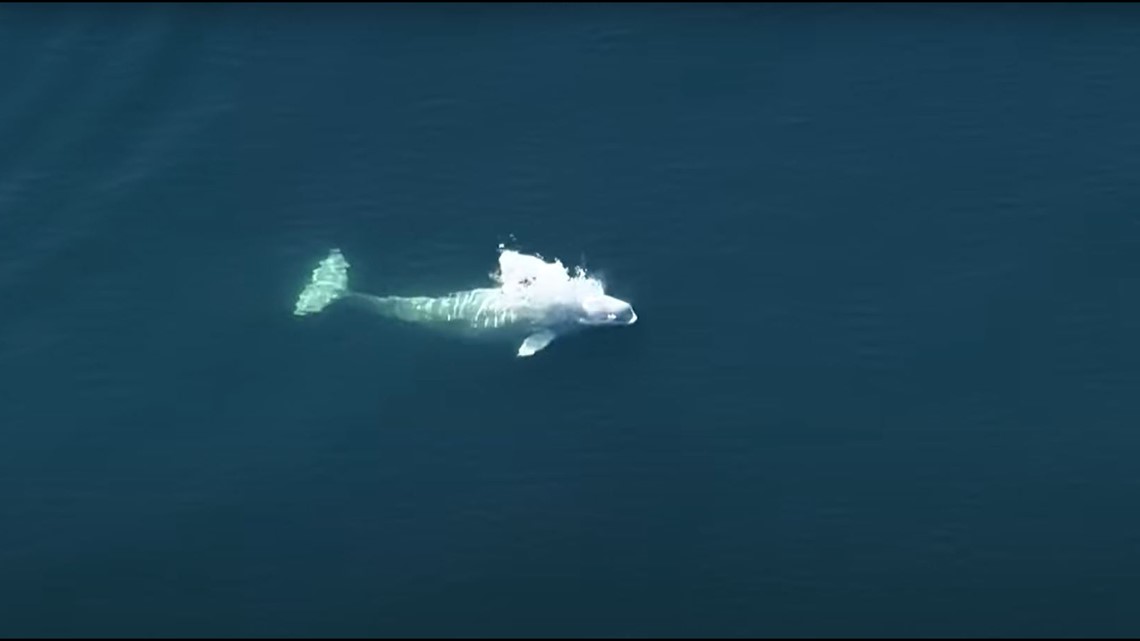 First beluga whale in central Puget Sound since 1940 spotted for a third time this week - Vimarsana News