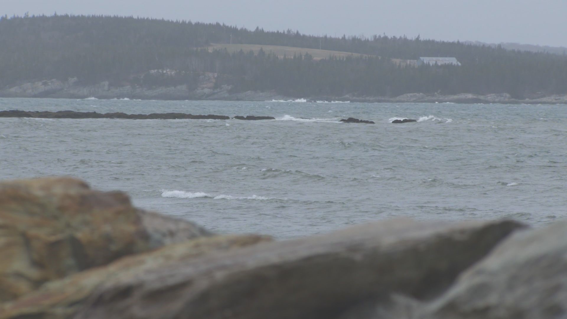 Whale Sanctuary Project hopes to move marine mammals from captivity in parks to the most natural environments possible while providing the care they need to survive.