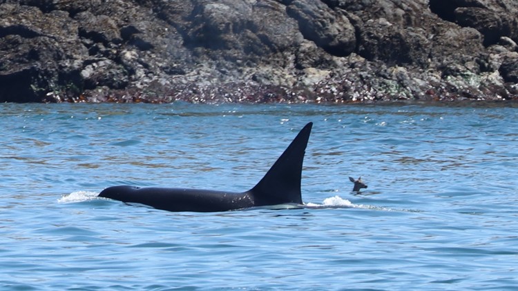 Deer swims past Bigg's orca in photo captured in Washington