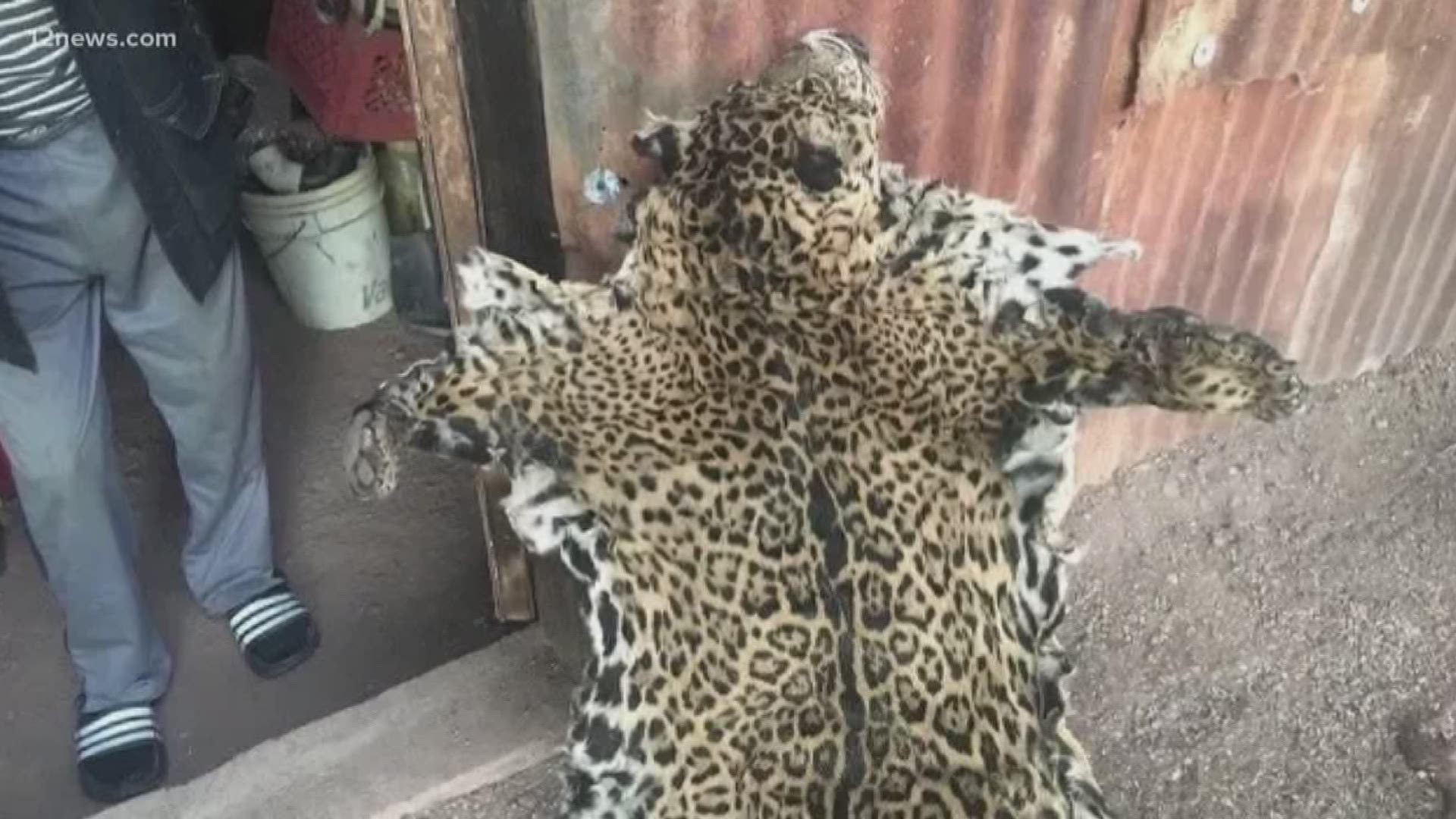 A photo showing a jaguar pelt matched the markings of a jaguar seen in southeast Arizona in 2016, meaning the young male jaguar had been killed and skinned.