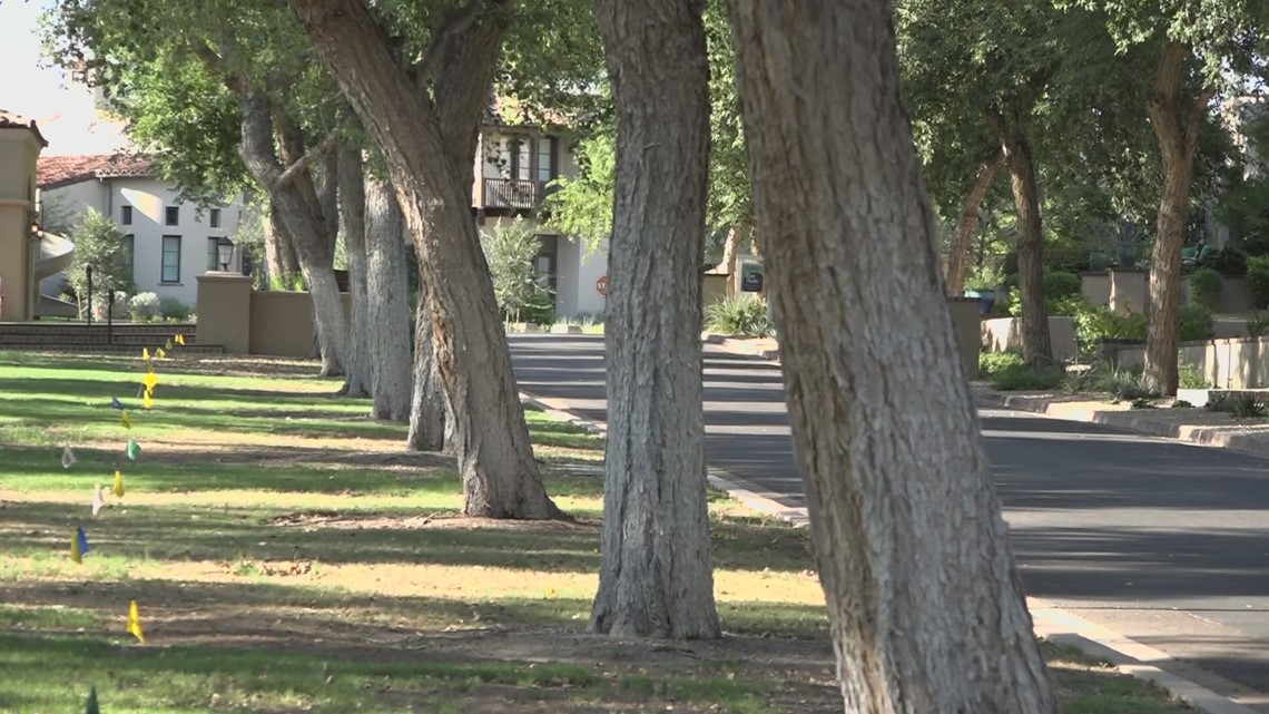 Scottsdale HOA gets restraining order over trees - Vimarsana News