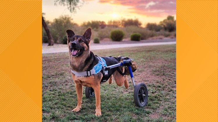 Donnie, a disabled dog from Surprise, earns a spot in 2023 pet calendar