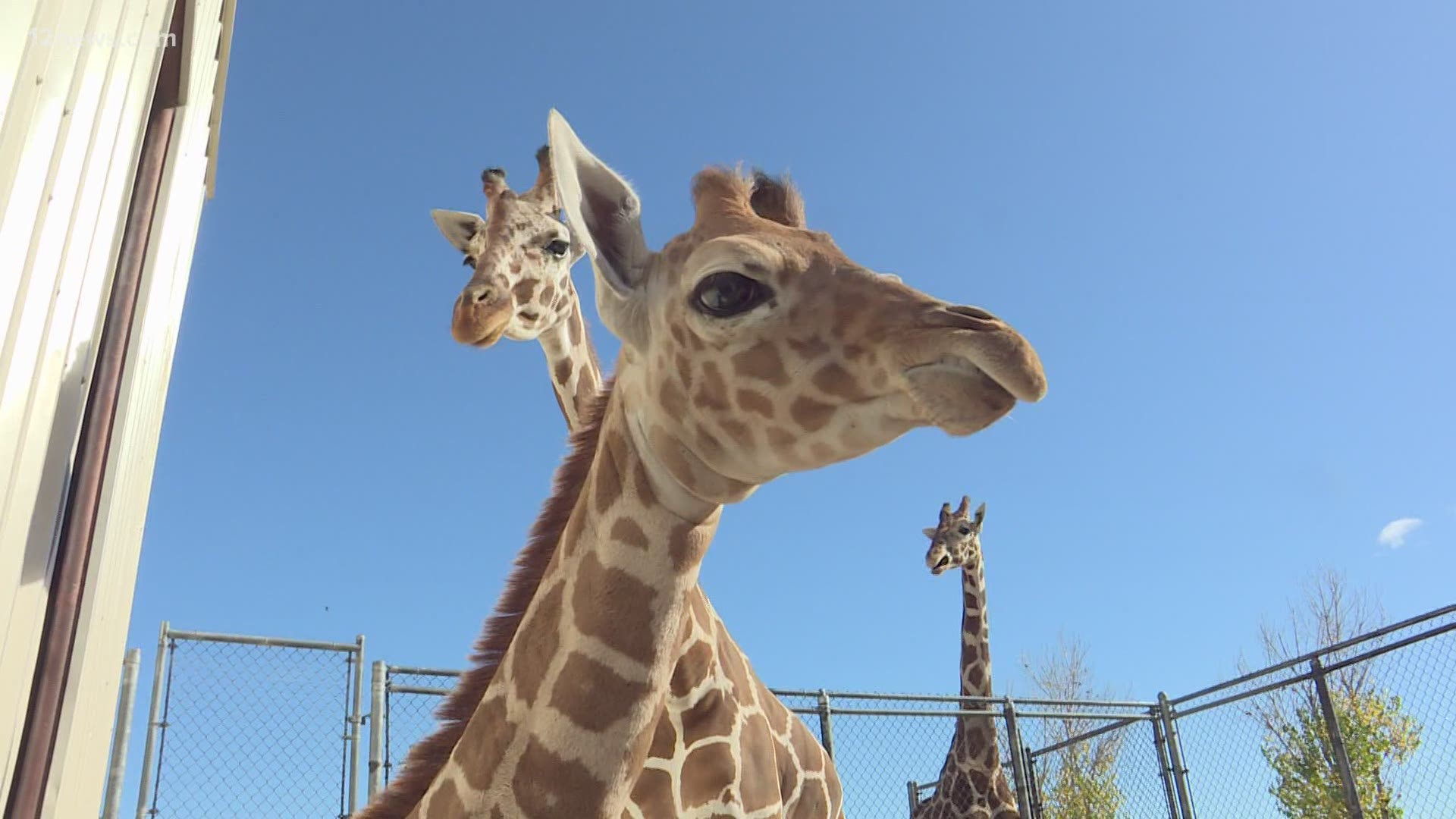 Standing at around 6 feet tall, Noel the giraffe is a week old and has already begun to warm up to people...and cameras.