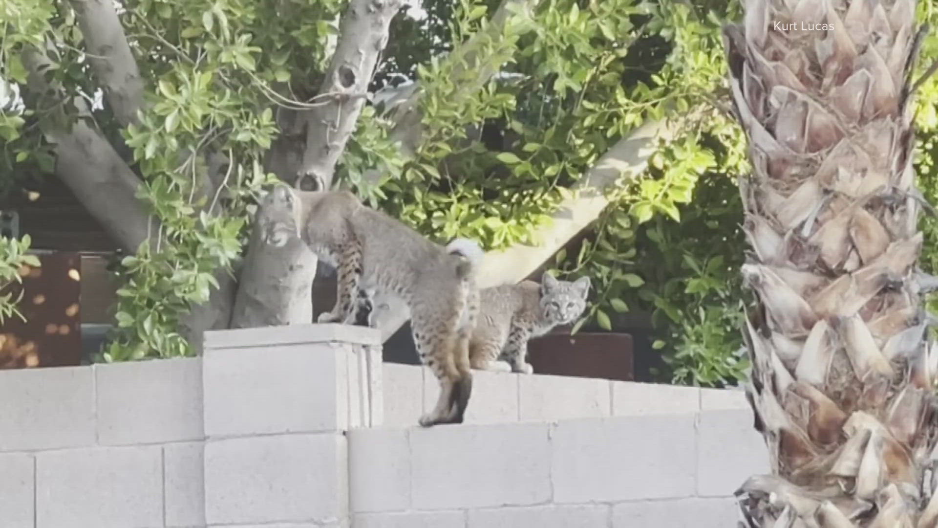 The chihuahua's owner was in the backyard with the dog when she said a bobcat tried to take the dog away.