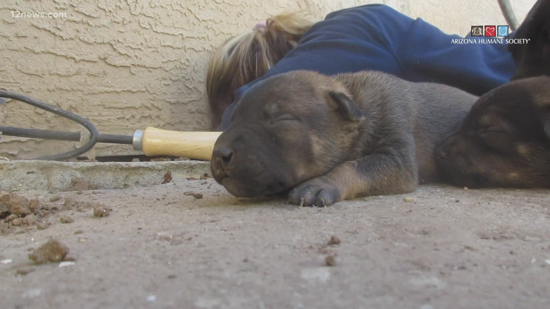 A litter of seven puppies and their mother were rescued by the Arizona Humane Society after work crews saw a dog go underneath the foundation of a home.