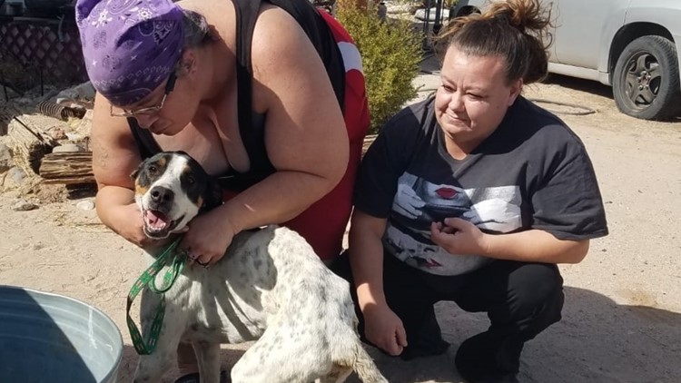 Arizona dog missing for 3 months found by police and reunited with family