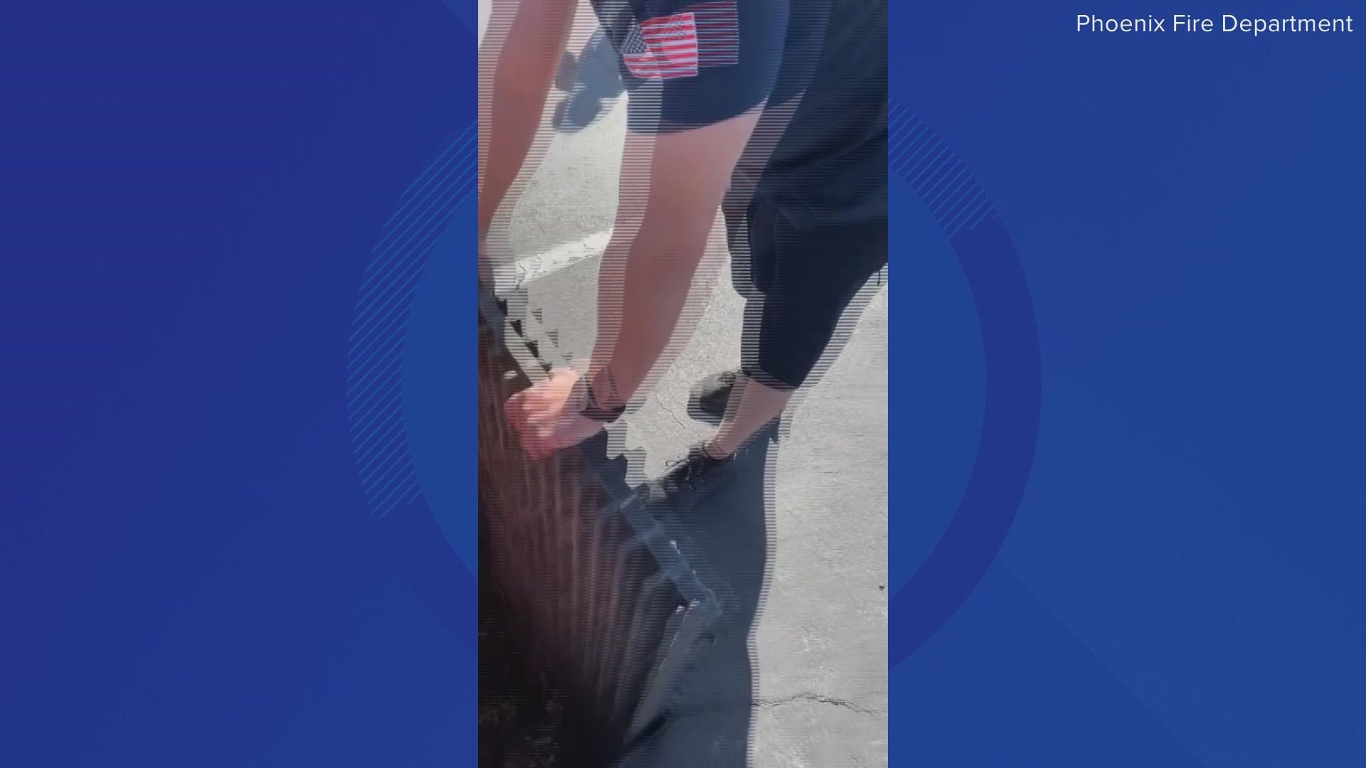 Firefighters with the Phoenix Fire Department rescued a brood of ducklings that fell into a storm drain.