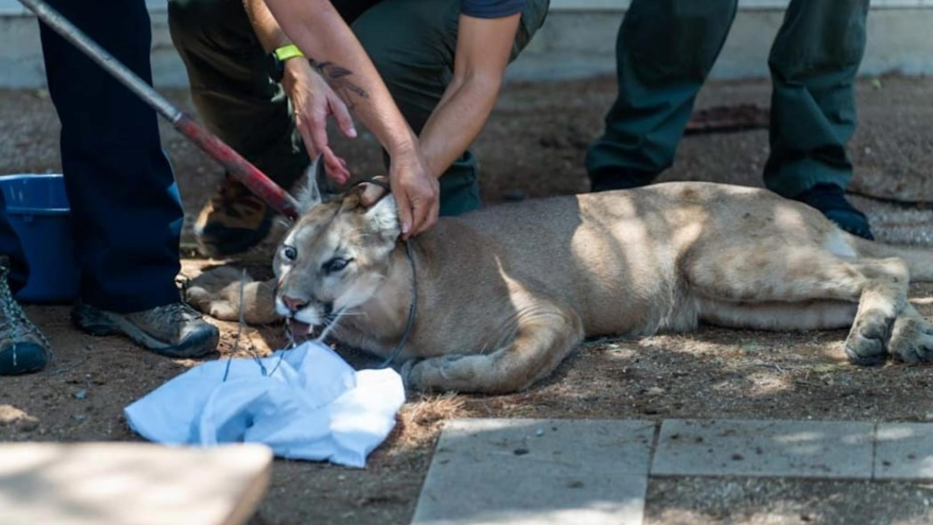 Mountain lion removed from hospital courtyard in Tucson | wtsp.com