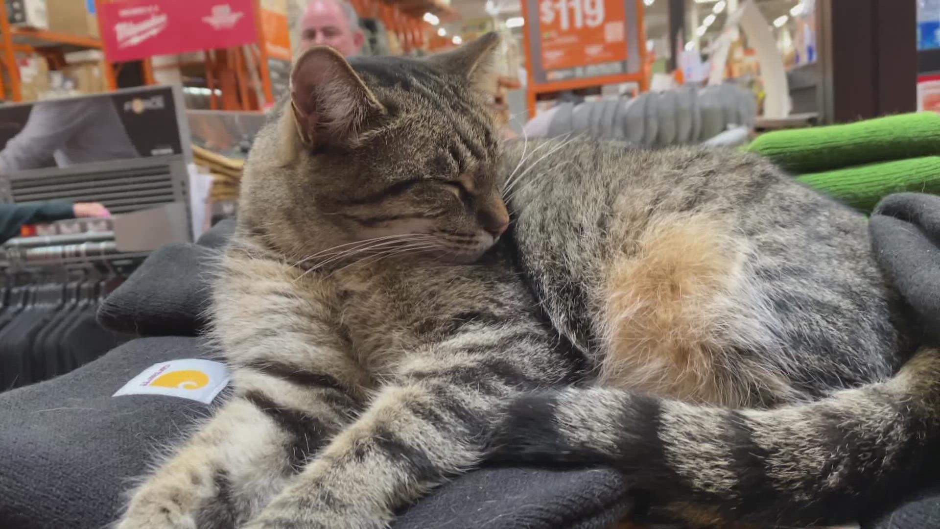 Tom 'Miss Kitty' the cat is back at the Chandler store location after reportedly being diagnosed with an upper respiratory infection.