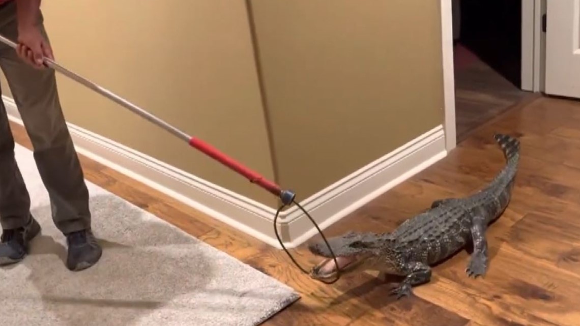 Alligator sneaks into couple's home through doggy door - Vimarsana News