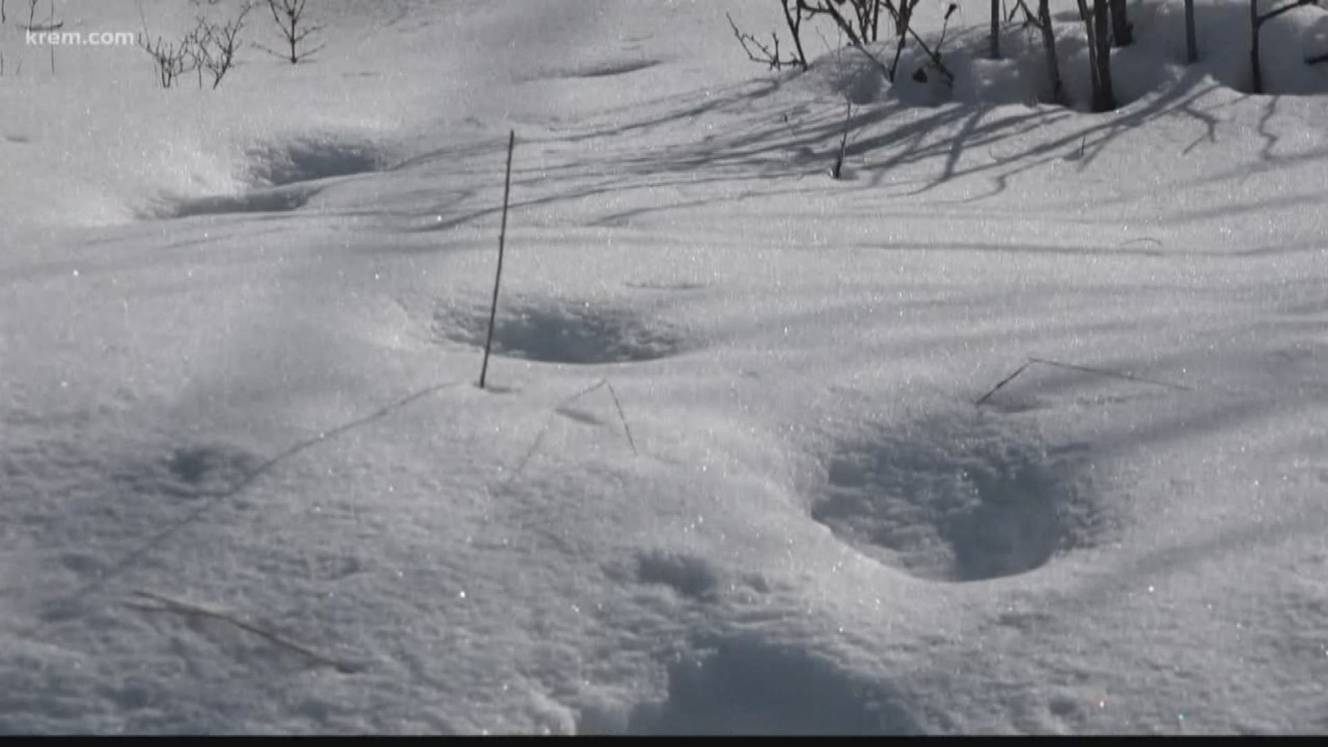 Some people have suggested the tracks could be those of a moose or a snowshoer, while others have said the Easter Bunny may be to blame. Others have said the tracks prove Big Foot's existence