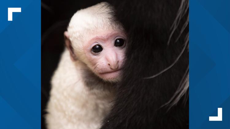 Stl news | Baby colobus monkey born at Saint Louis Zoo | 0