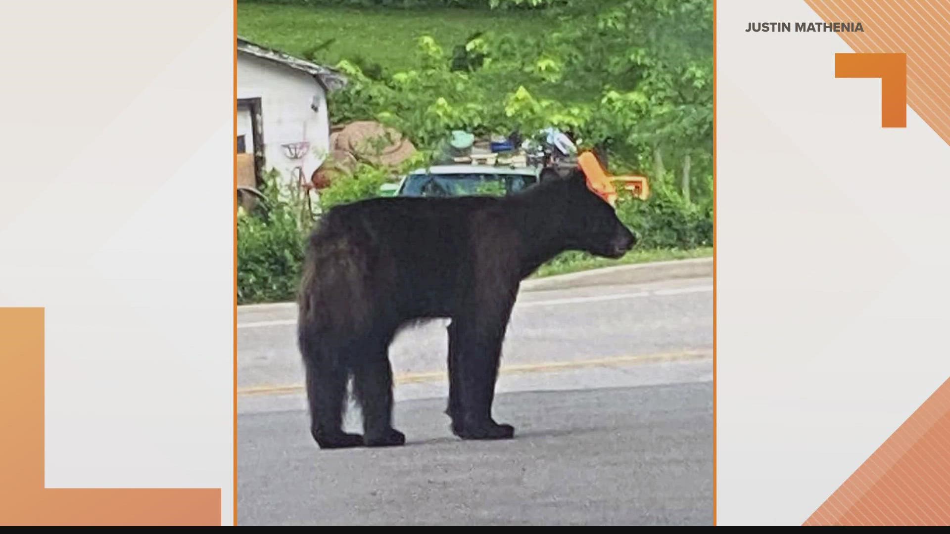 A sad update on the black bear spotted roaming through Fenton the last few days. Police said the bear has died.