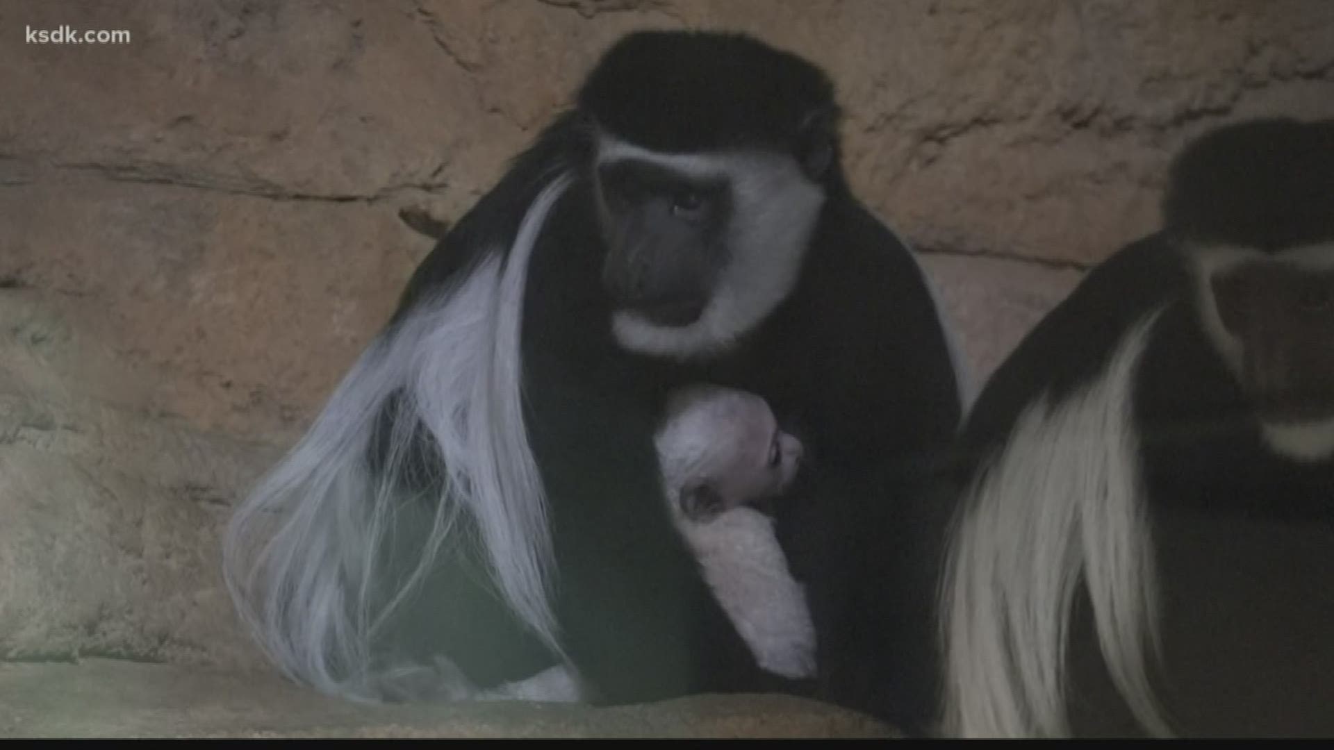 Teak is a black and white colobus monkey and he was born at the zoo on Feb. 3.