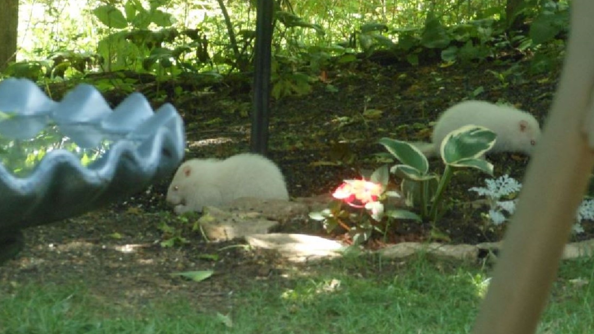 2 albino groundhogs found in resident's backyard | wtsp.com