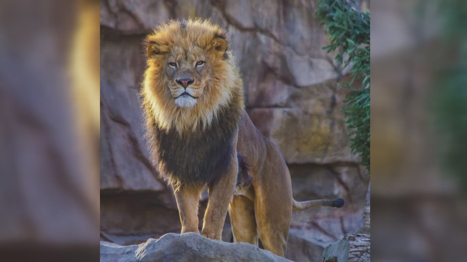 Saint Louis Zoo personnel announced its 17-year-old male African lion was humanely euthanized on Friday.