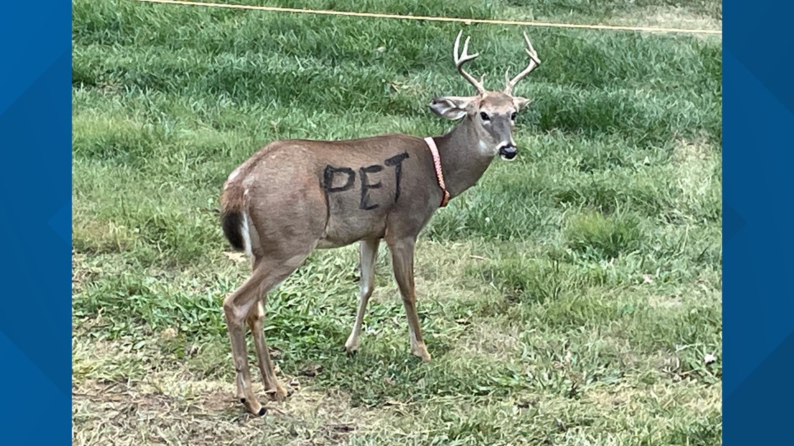 MDC warns to leave animals wild when deer is found as pet - Vimarsana News
