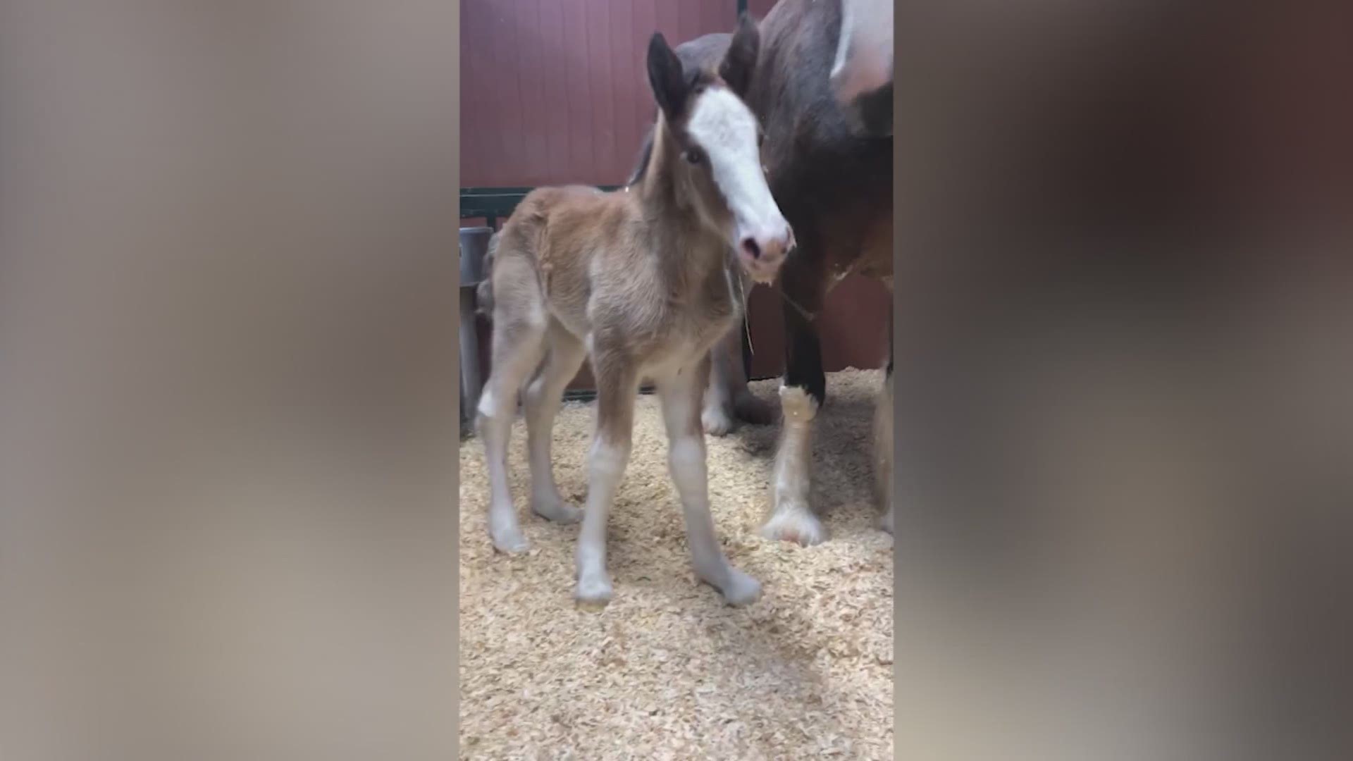 Warm Springs Ranch welcomes new foal, Carly