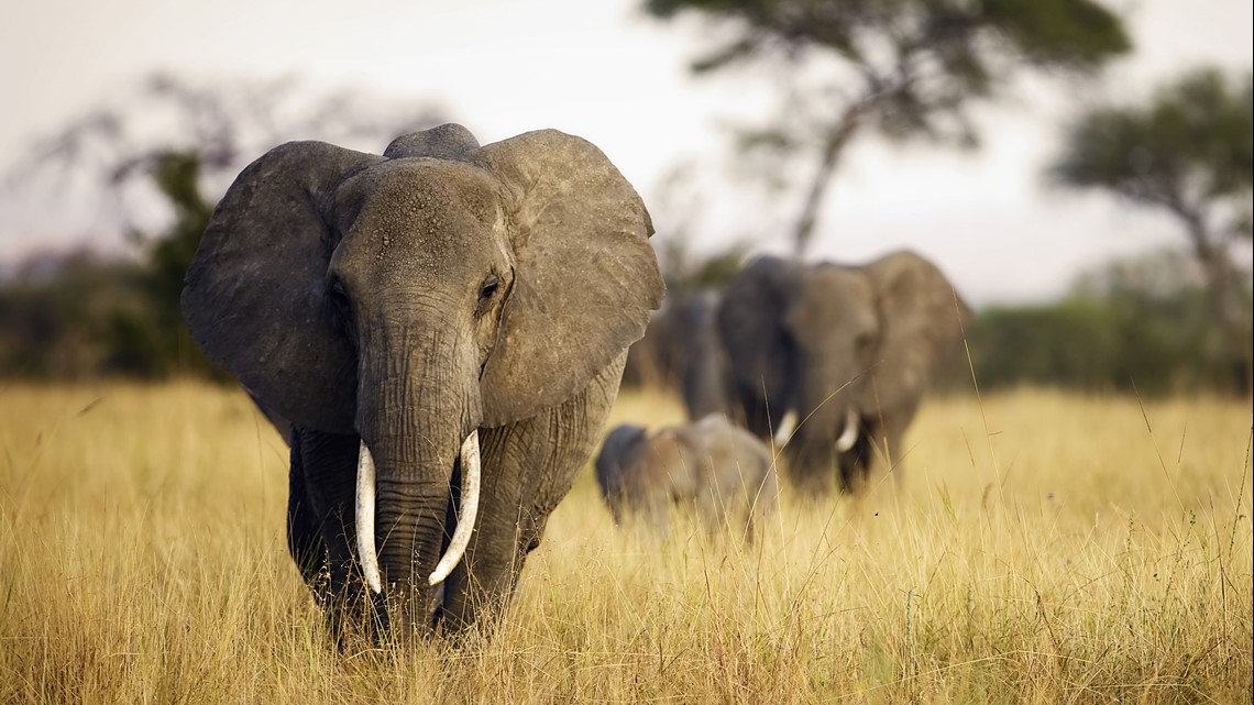 5 million-year-old elephant graveyard found in North Florida - Vimarsana News