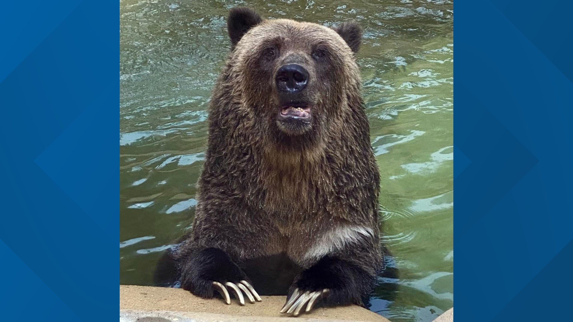 Last remaining grizzly bear at Little Rock Zoo dies | wtsp.com