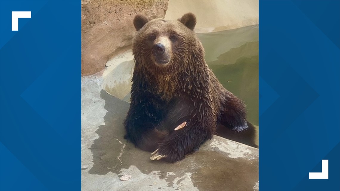 Little Rock Zoo mourns loss of grizzly bear - Vimarsana News