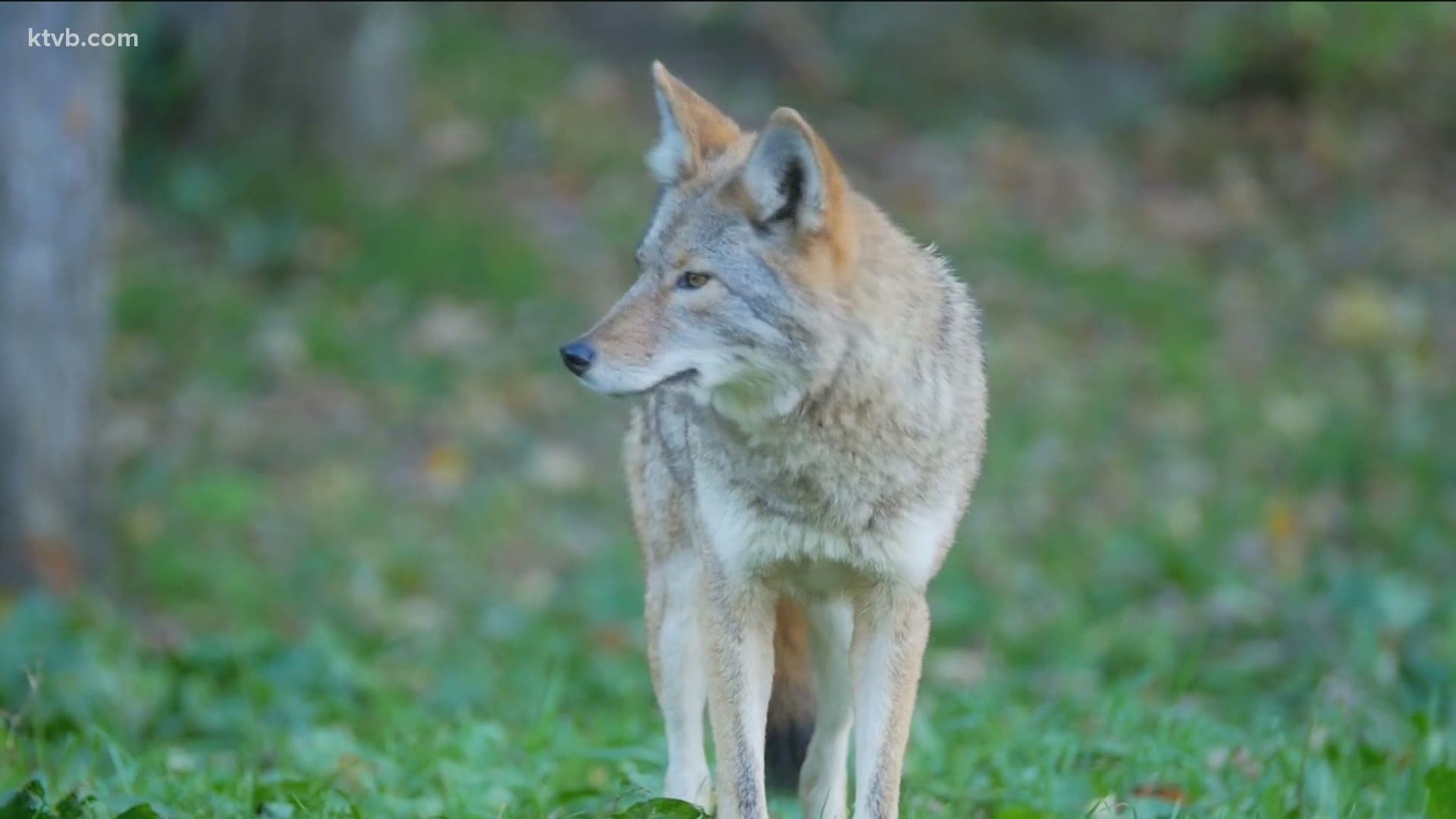 Coyotes travel in packs of about two to five, and are comfortable going into cities and neighborhoods early in the morning and late at night.