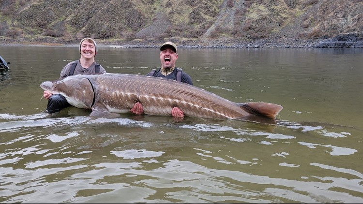 An 'amazing week': Idaho Fish & Game researchers hook three 10-foot sturgeon