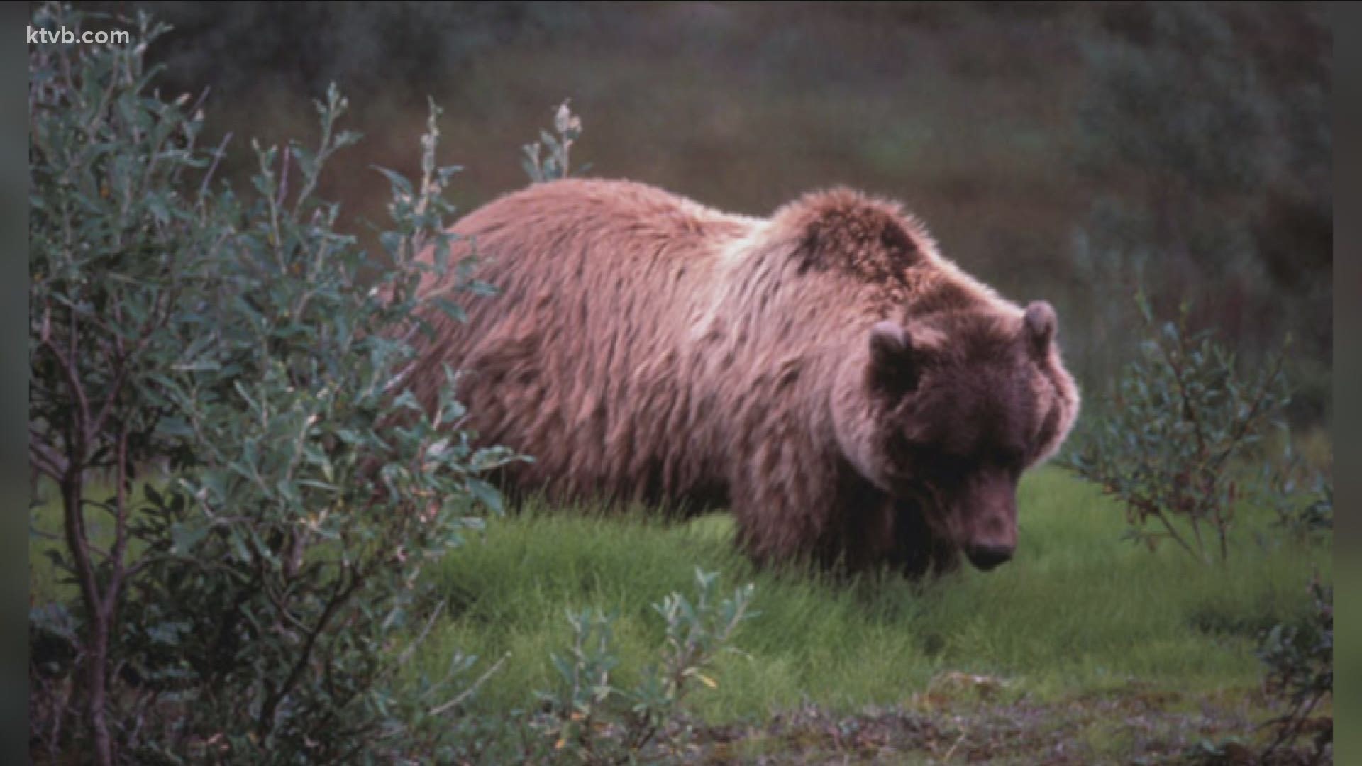 Idaho Sens. Mike Crapo and Jim Risch are co-sponsoring a bill that remove grizzlies from federal protection and put them under state management.