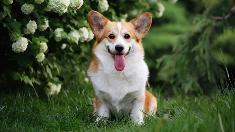 Corgi killed by COVID-19 prevention workers in China, reports say ...