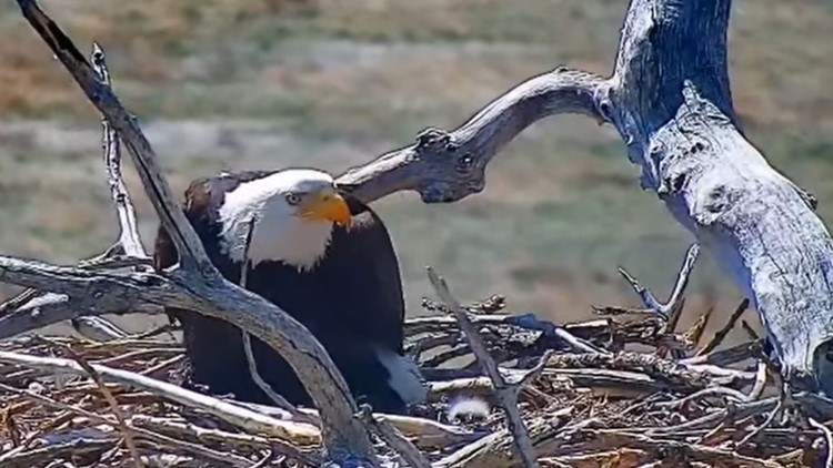 Nest-wrecking bald eagle now a mother -- and the father is the man she stole