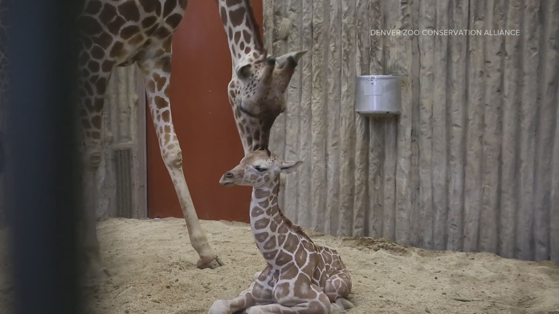 This is the first giraffe born at the Denver Zoo since the 2017 birth of Dobby, who is now the oldest giraffe in their herd.