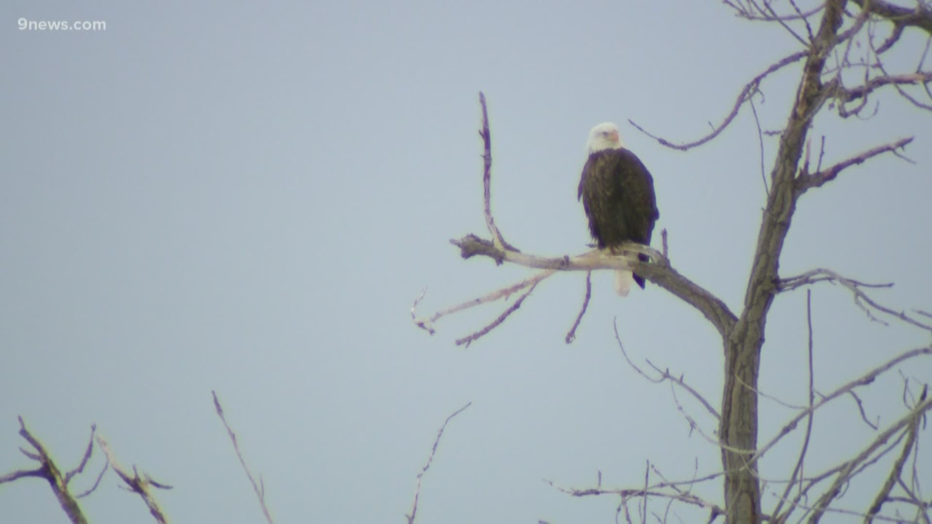 116 bald eagles were seen during a five-minute count at Barr Lake State Park Monday morning, according to Colorado Parks and Wildlife.