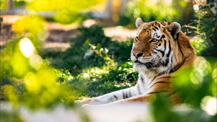 Yuri the tiger passes away at Colorado zoo
