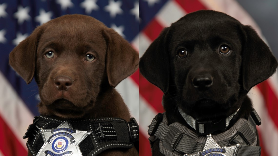 Colorado sheriff's office has 2 adorable therapy puppies - Vimarsana News