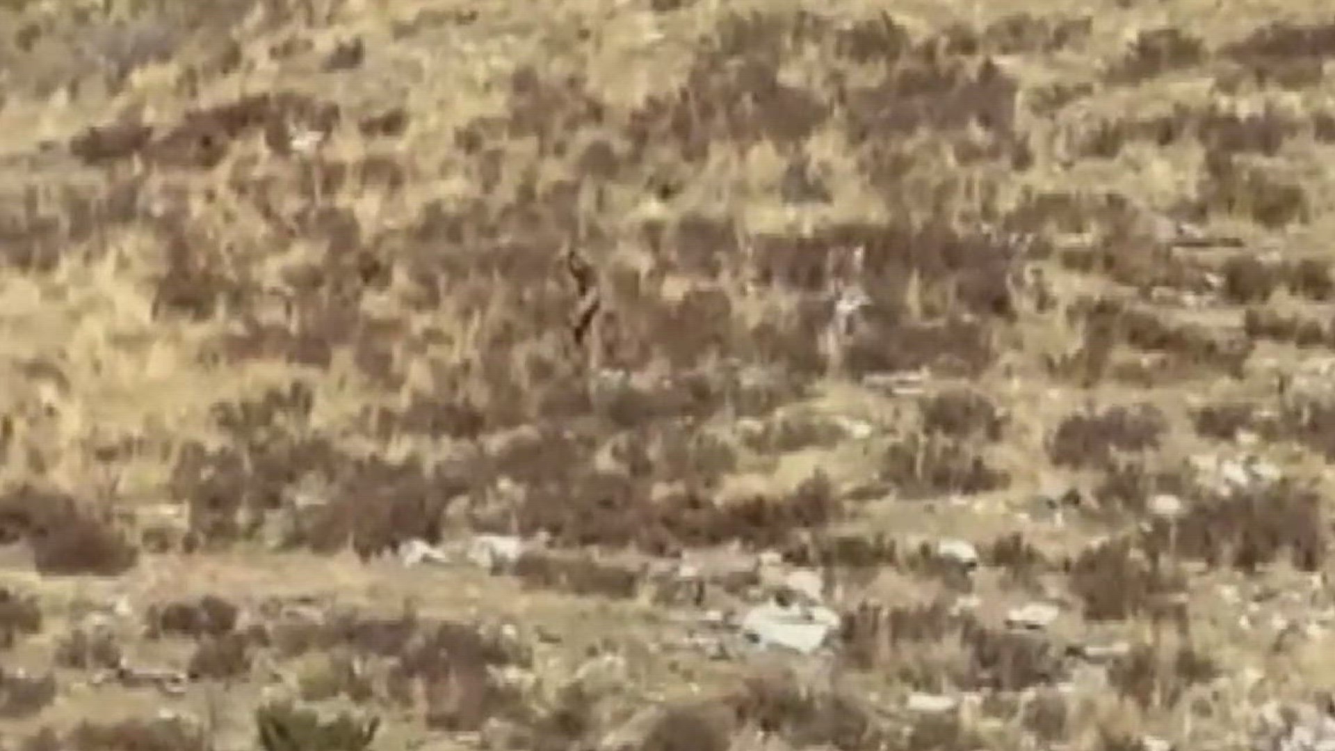Bigfoot 'spotted' in Colorado See the video captured in daylight