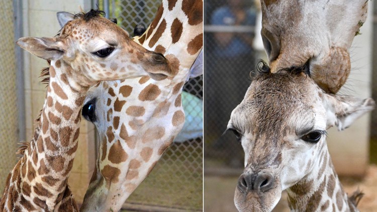 It's a girl: Giraffe gives birth at Colorado zoo