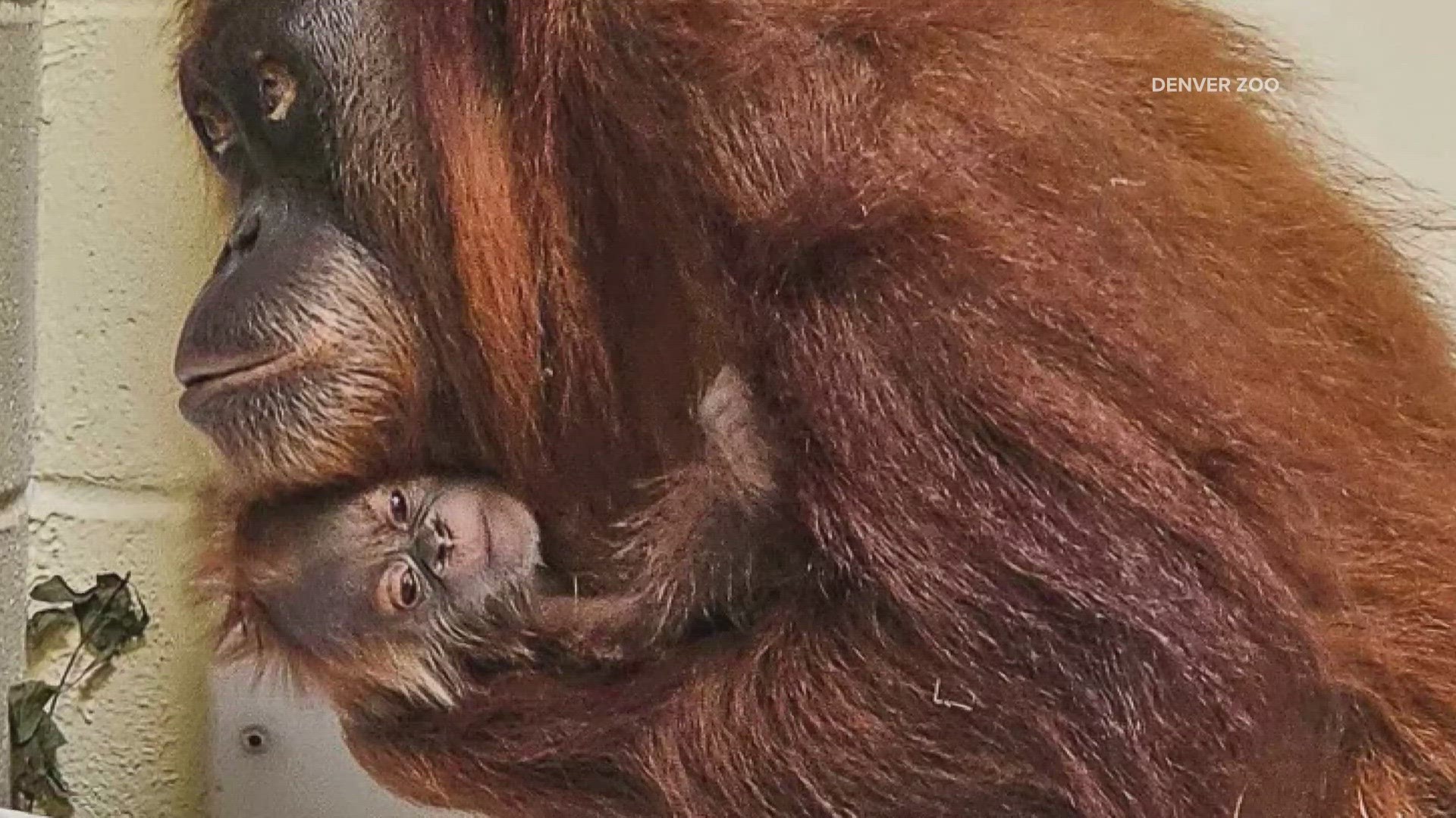 The Denver Zoo welcomed a baby Sumatran Orangutan on Sunday.