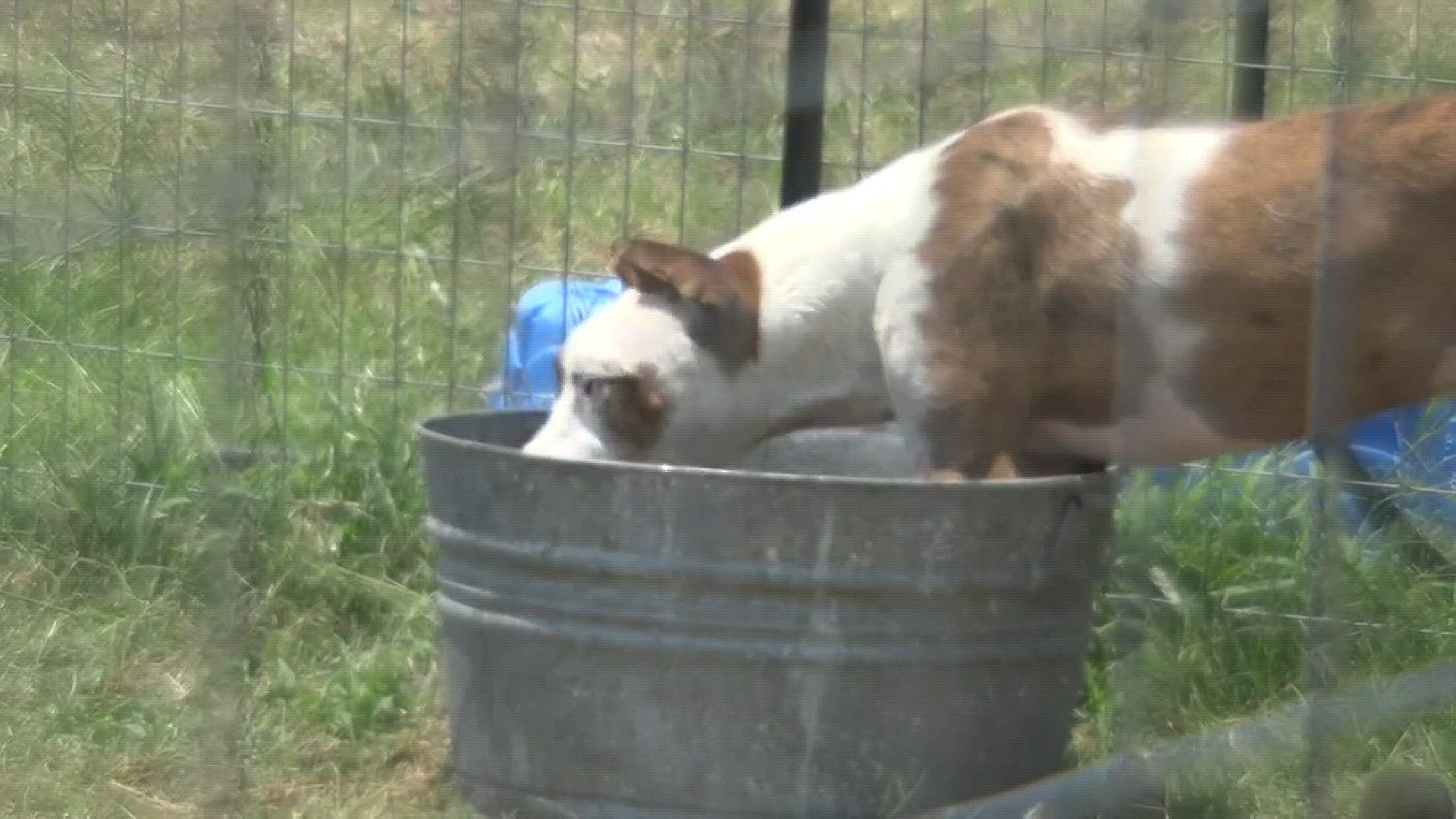 Is your dog too hot? Know the signs of heat exhaustion