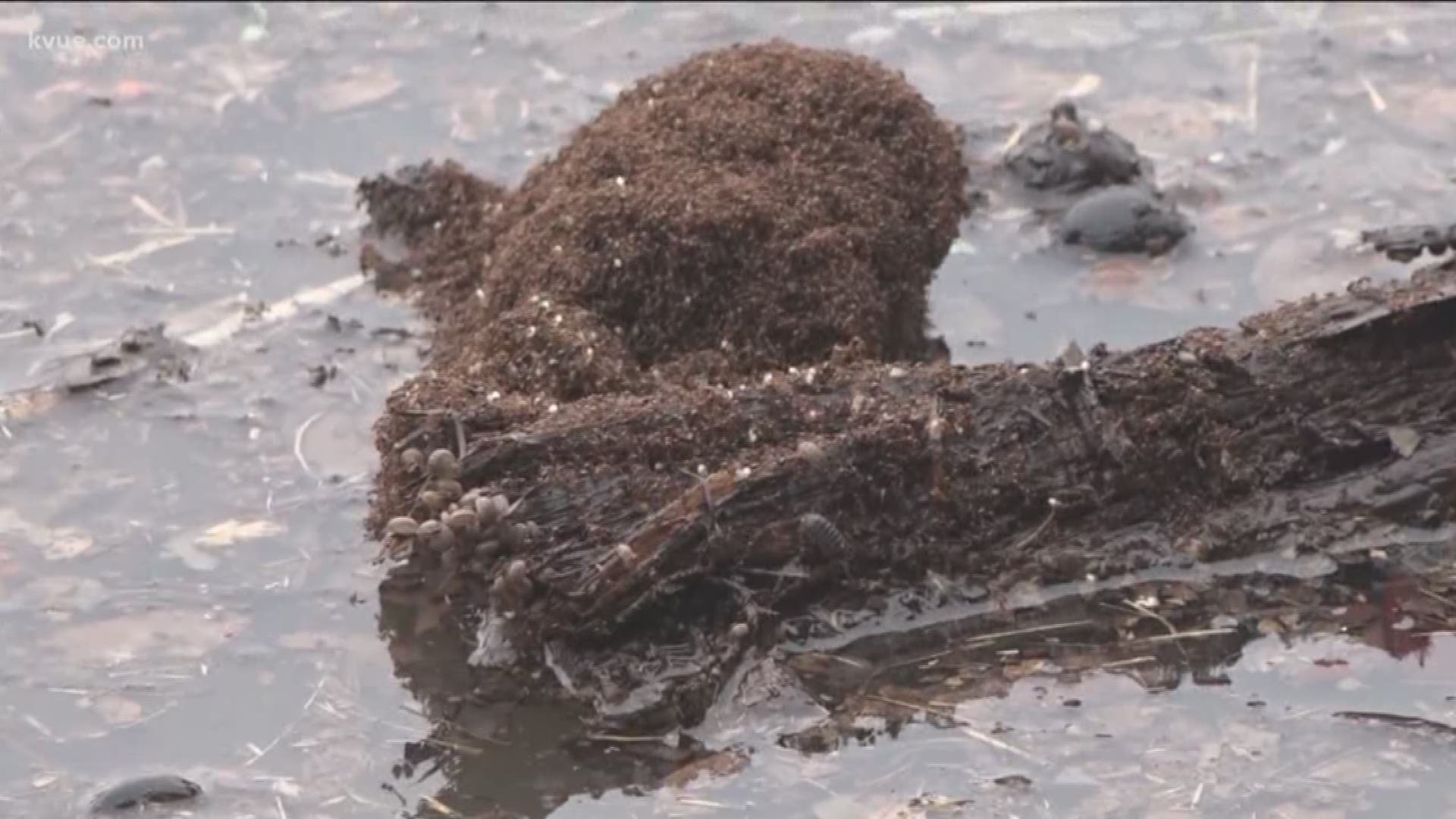 Fire ants surviving in floodwaters in Lago Vista