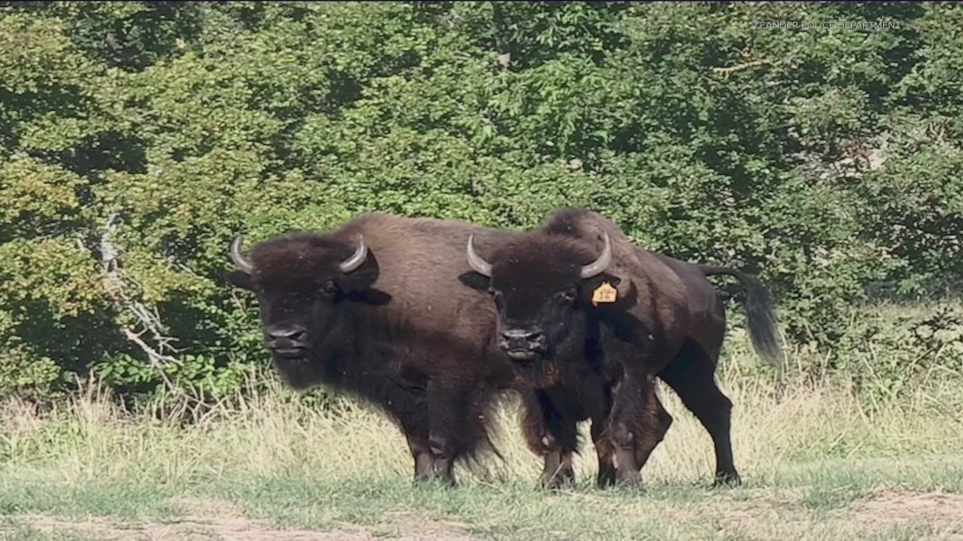 A pair of buffalo went on the run Thursday but were safely returned to their home.