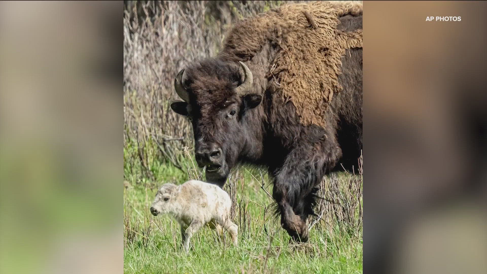 White bison calf at Yellowstone not seen since June 4, park says | wtsp.com